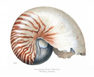Australian Pearly Nautilus