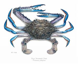 Blue Swimmer Crab