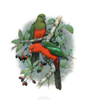 King Parrot