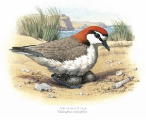 Red-Capped Plover