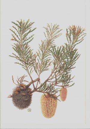 Banksia Aculeata