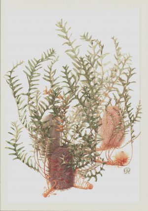 Banksia Blechnifolia