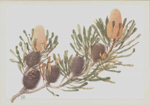 Banksia Burdetii