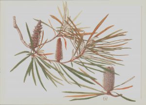 Banksia Plagiocarpa