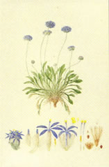 Blue Pincushion