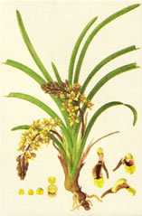 Grassy Orchid