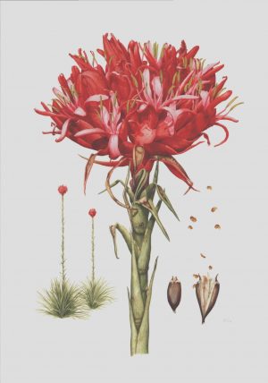 Gymea Lily