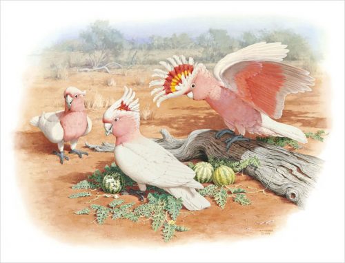 Major Mitchell's Cockatoo