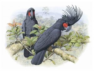 Palm Cockatoo