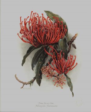 Pink Silky Oak