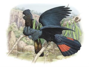 Red-tailed Black Cockatoo