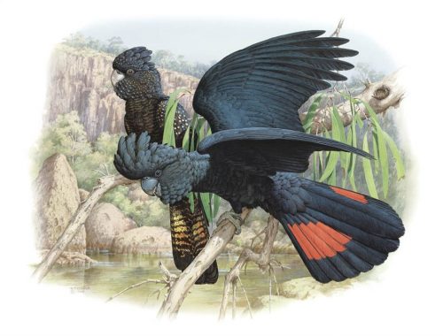 Red-tailed Black Cockatoo