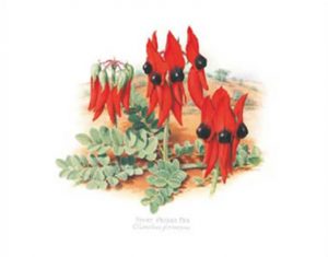 Sturt Desert Pea