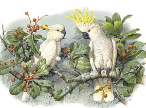 Sulphur-crested Cockatoo