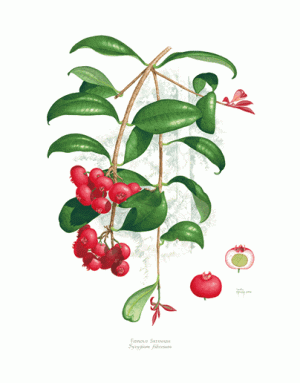 Fibrous Satinash
