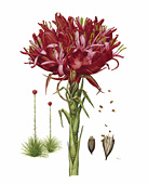 Gymea Lily