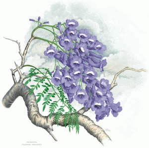 Jacaranda
