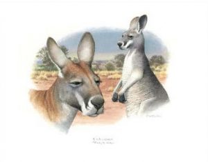 Red Kangaroo