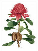 Waratah