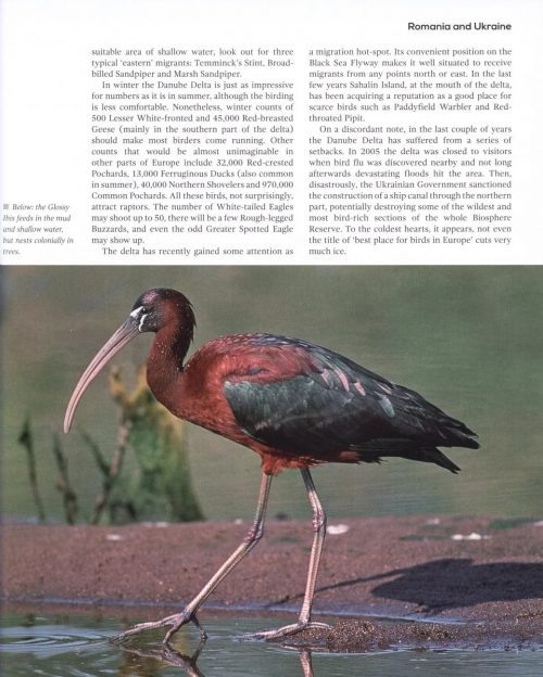 Top 100 Birding Sites of the World - Image 3