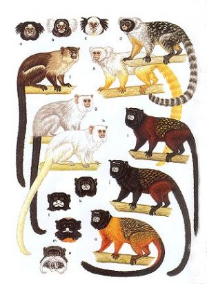 Mammals of the Neotropics, Volume Three: The Central Neotropics: Ecuador, Peru, Bolivia, Brazil.
