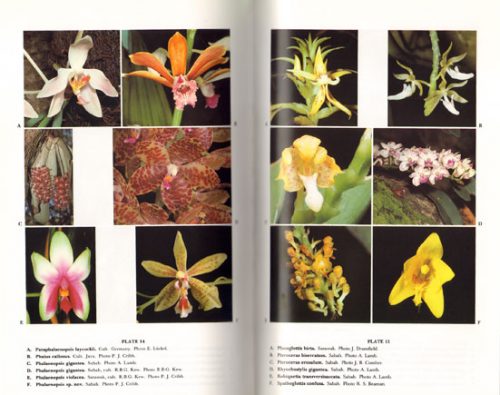 A Checklist of the Orchids of Borneo - Image 2