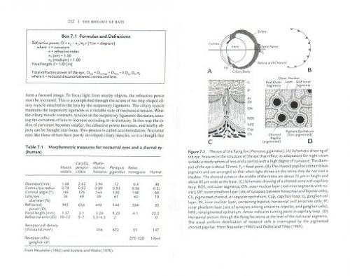 The Biology of Bats - Image 2