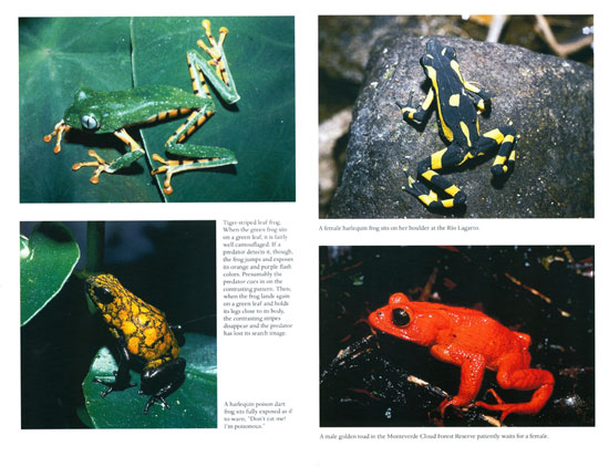 In Search of the Golden Frog - Image 2
