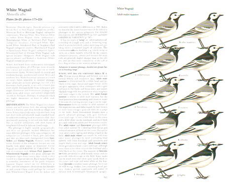 Pipits and Wagtails of Europe, Asia and North America - Image 2