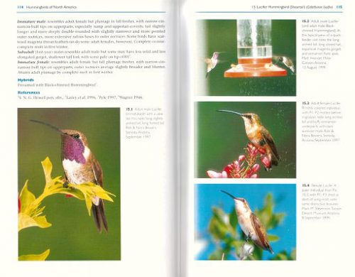 Hummingbirds of North America: The Photographic Guide - Image 2