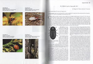 American Beetles: Volume 2 Polyphaga: Scarabaeoidea through Curculionoidea - Image 2