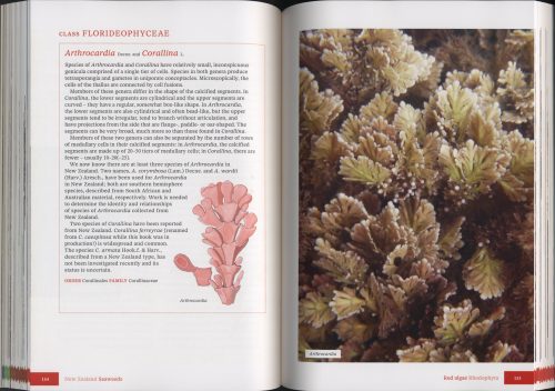 New Zealand Seaweeds: An Illustrated Guide (Second Edition) - Image 5