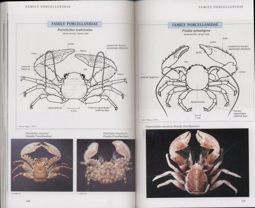 A Field Guide to Crustaceans of Australian Waters (Second Edition) - Image 3