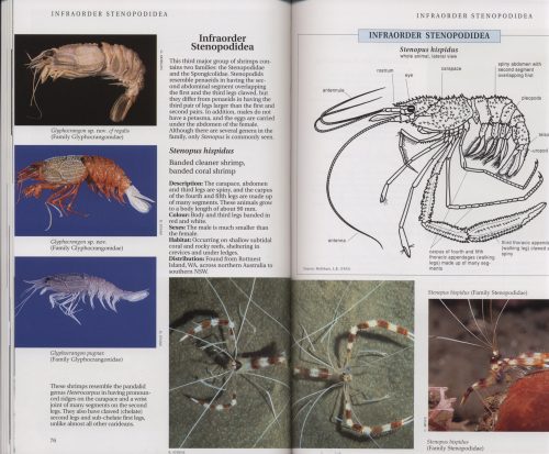 A Field Guide to Crustaceans of Australian Waters (Second Edition) - Image 4