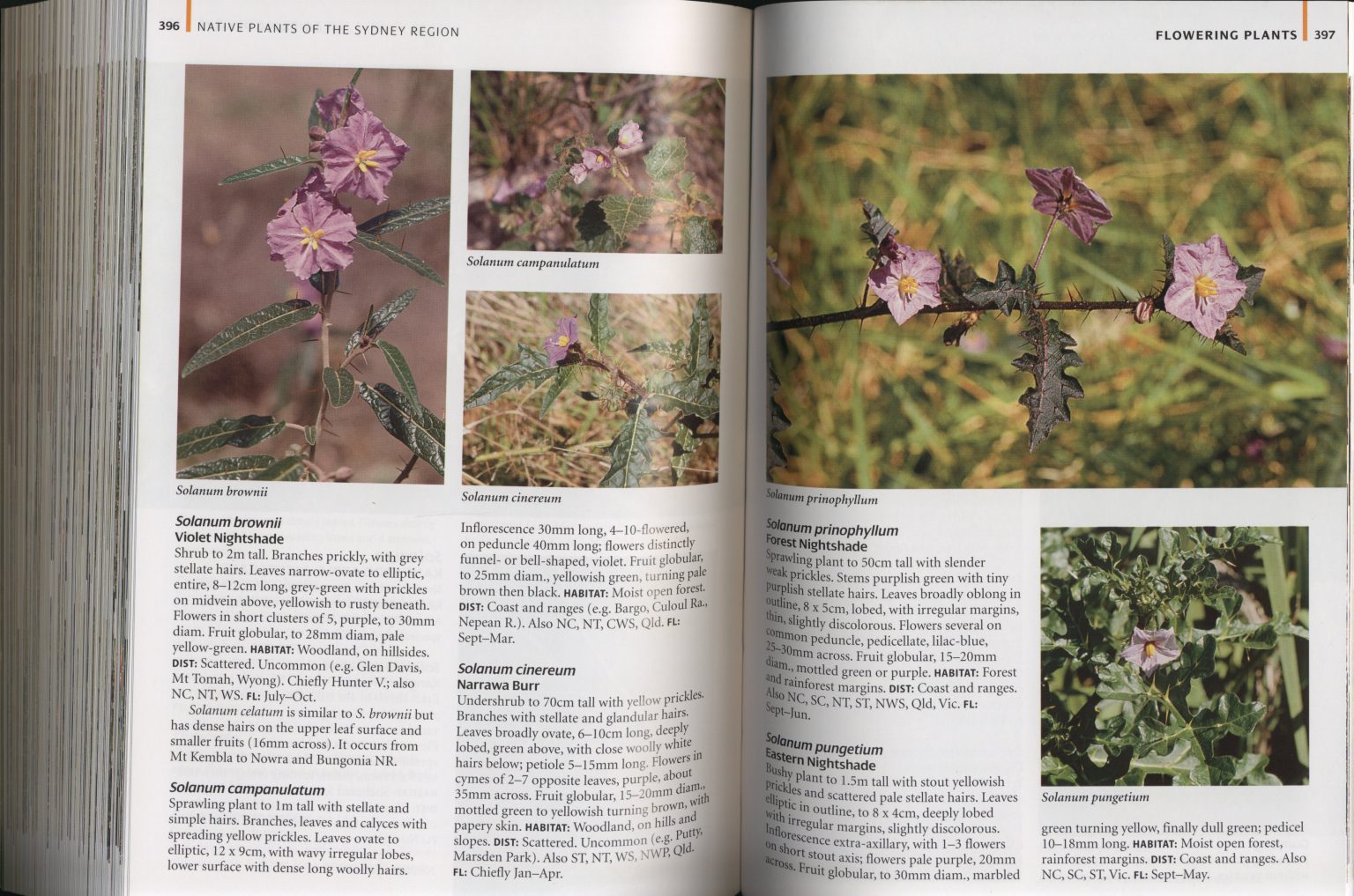 Native Plants of the Sydney Region From Newcastle to Nowra and West to