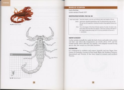 Spiders and Scorpions Commonly Found in Victoria - Image 3