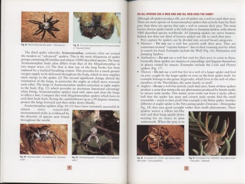 Spiders and Scorpions Commonly Found in Victoria - Image 2
