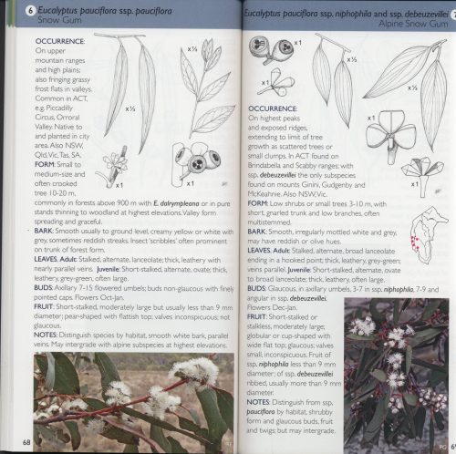 Field Guide to the Native Trees of the ACT (Third Edition) - Image 3