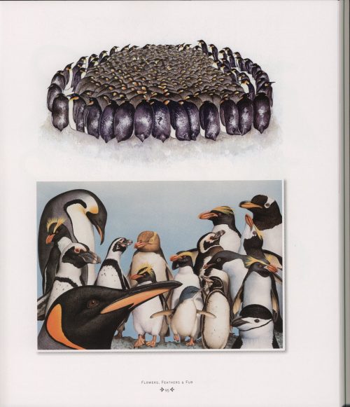 The Art of Australian Geographic Illustration - Image 3