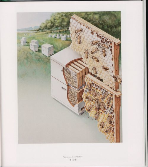 The Art of Australian Geographic Illustration - Image 4