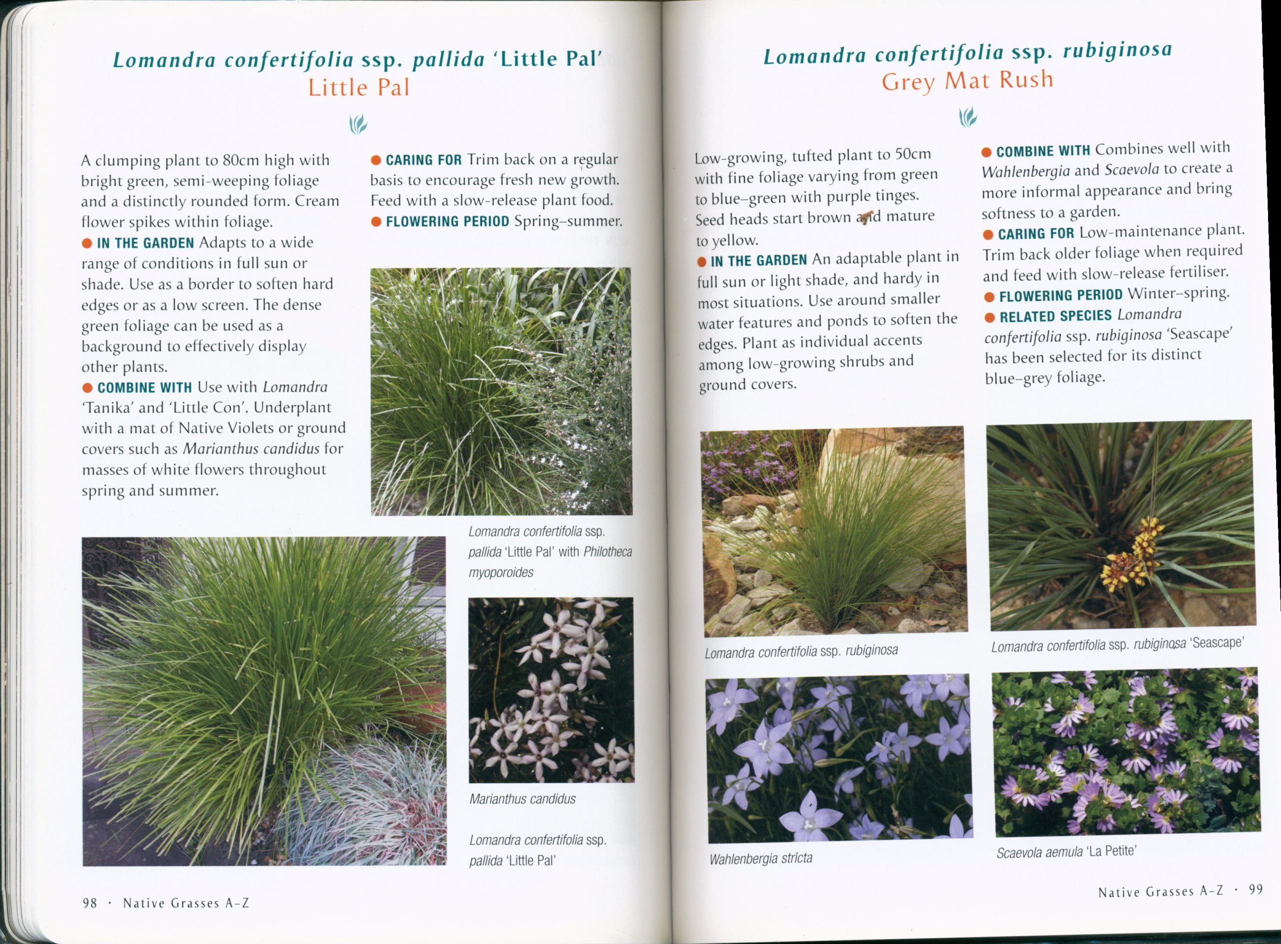 Native Grasses for Australian Gardens - Image 3