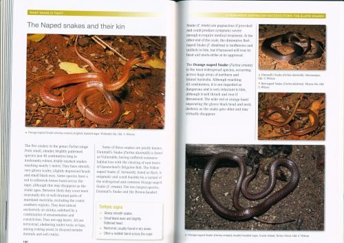 What Snake is That? Introducing Australian Snakes - Image 3