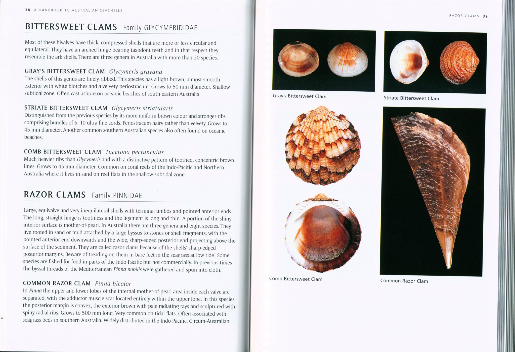 A Handbook to Australian Seashells On Seashores East to West and North to South Nokomis