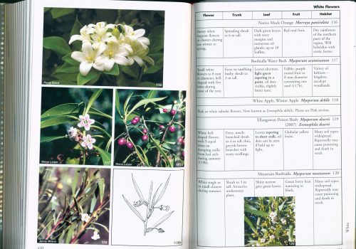 Woodland to Weeds: Southern Queensland Brigalow Belt (Second Edition) - Image 2