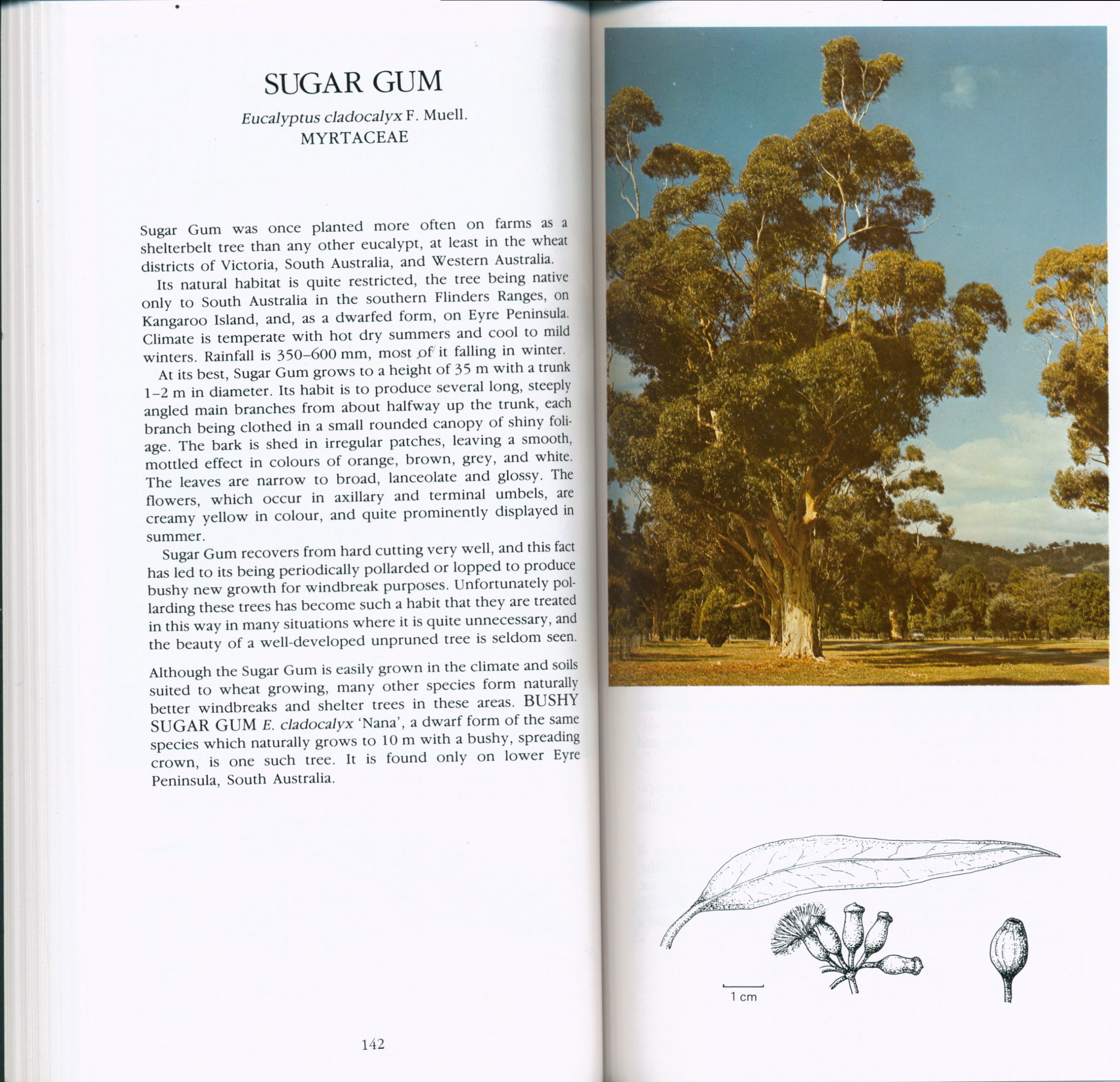 A Field Guide to Australian Trees (Third Edition) - Image 4
