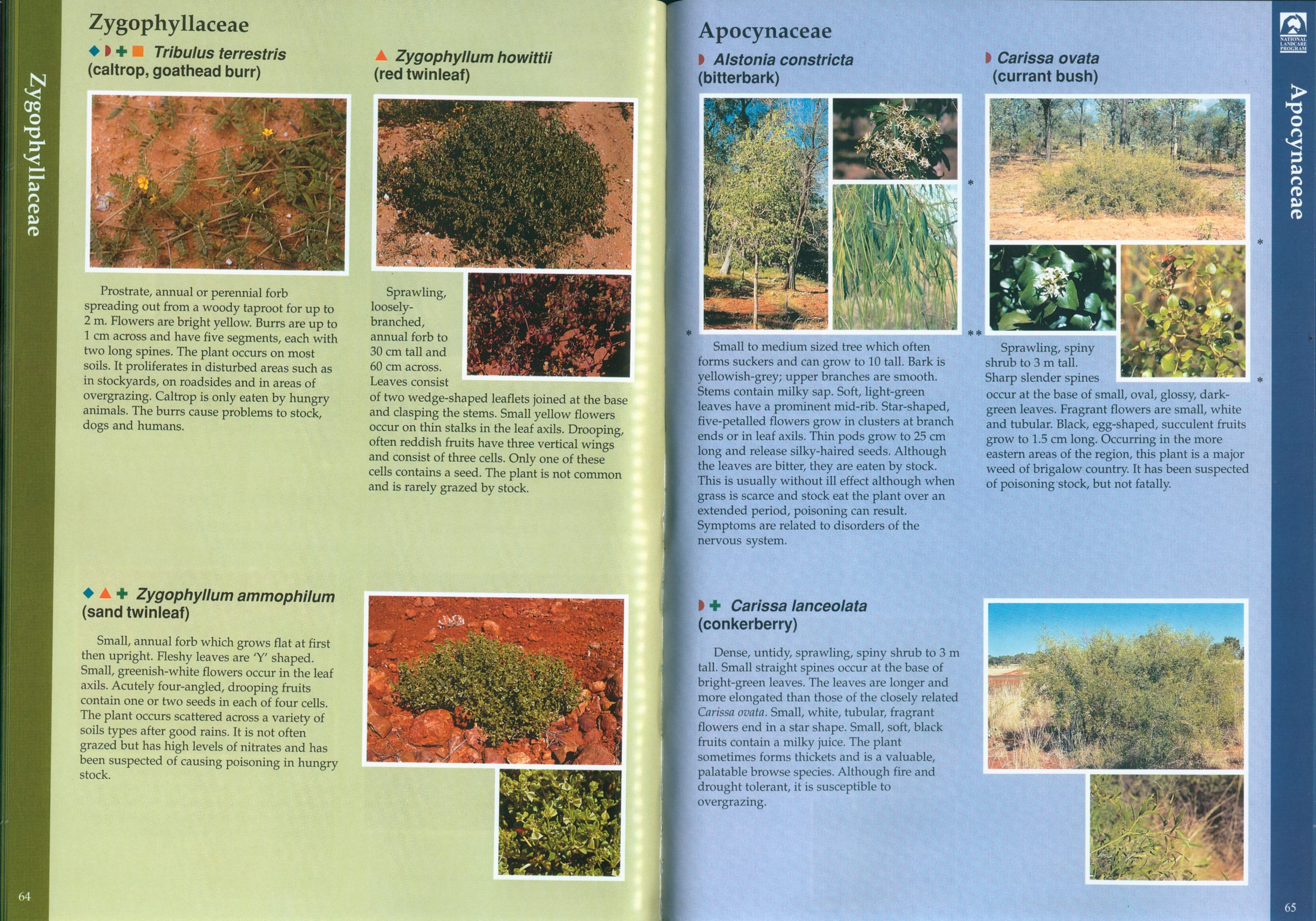 Plant Identification in the Arid Zone - Image 3