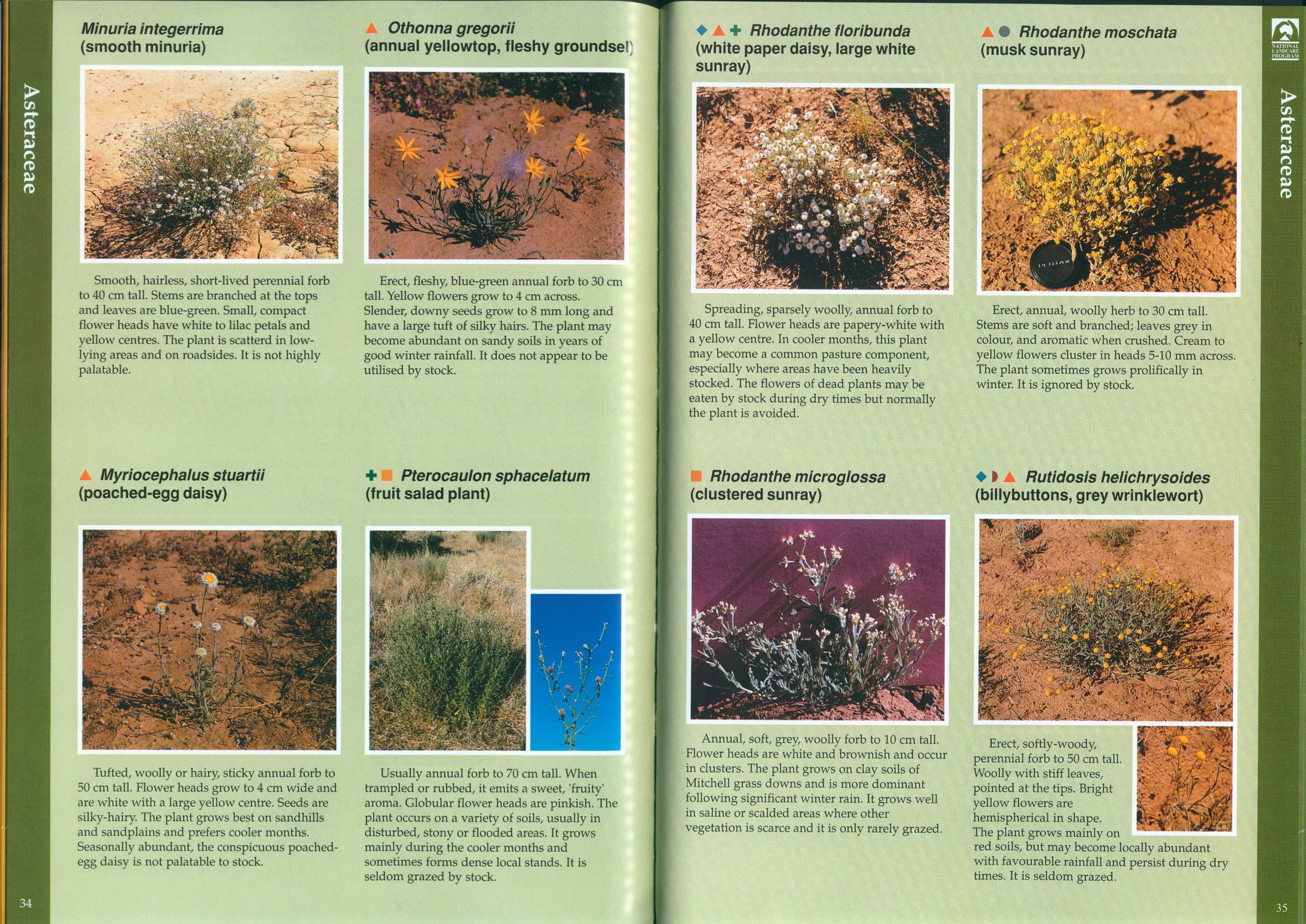 Plant Identification in the Arid Zone - Image 2