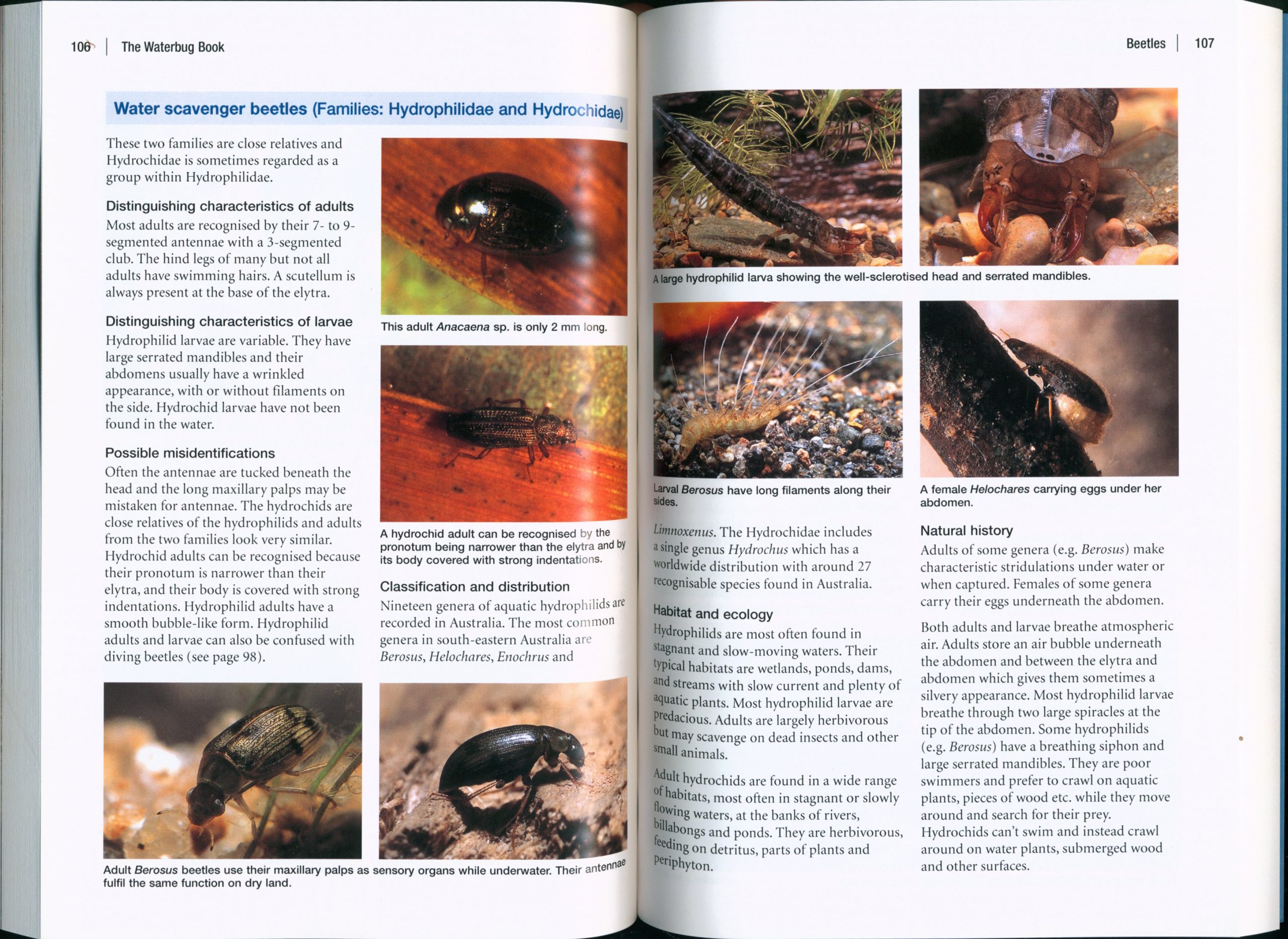 The Waterbug Book: A Guide to Freshwater Macroinvertebrates of Temperate Australia - Image 3