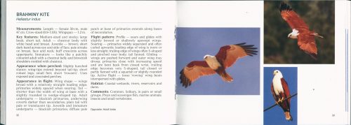 Raptors of Southern Queensland - Image 2