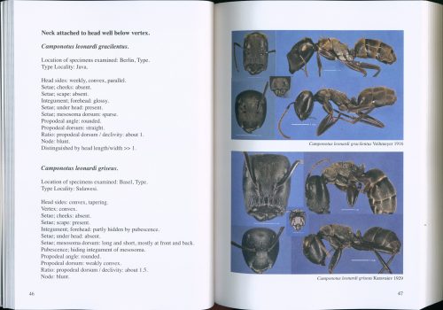 A Guide to Colobopsis Ants of the World - Image 4